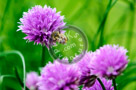 Chive_Blossoms_06_KTA3360