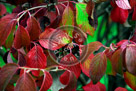 Fall_Leaves_05_KMT7641