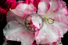 Rhododendrons_001_KTB2925