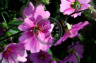 Rose_Of_Sharon_007_KTA5296-a