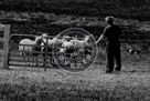 Sheepdog_004_Black_N_White_DSC9572